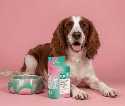 How to Measure the Right Amount of CBD Tincture for Your Pet - Green Revolution CBD