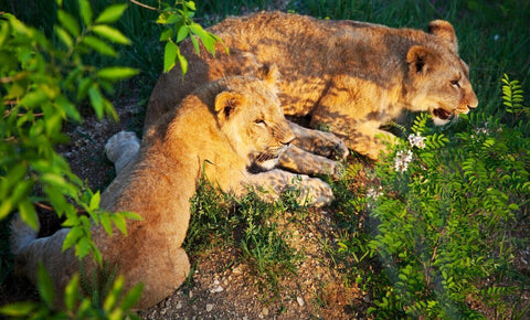 Is Lion's Mane Safe During Pregnancy? - Green Revolution CBD