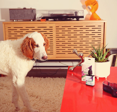 What are the benefits of CBD for pets? - My Store