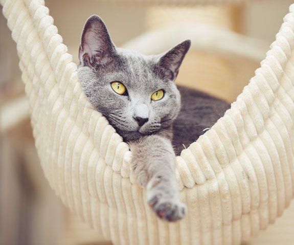 What Should I Know Before Giving CBD for Pets to My Cat? - My Store