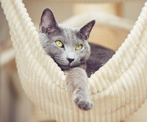 What Should I Know Before Giving CBD for Pets to My Cat? - My Store