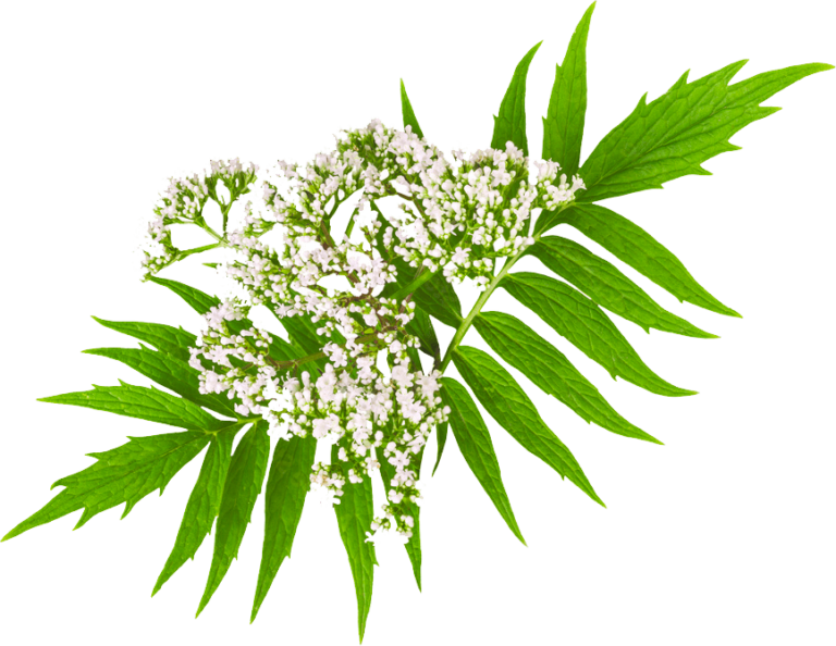 valerian herb flower