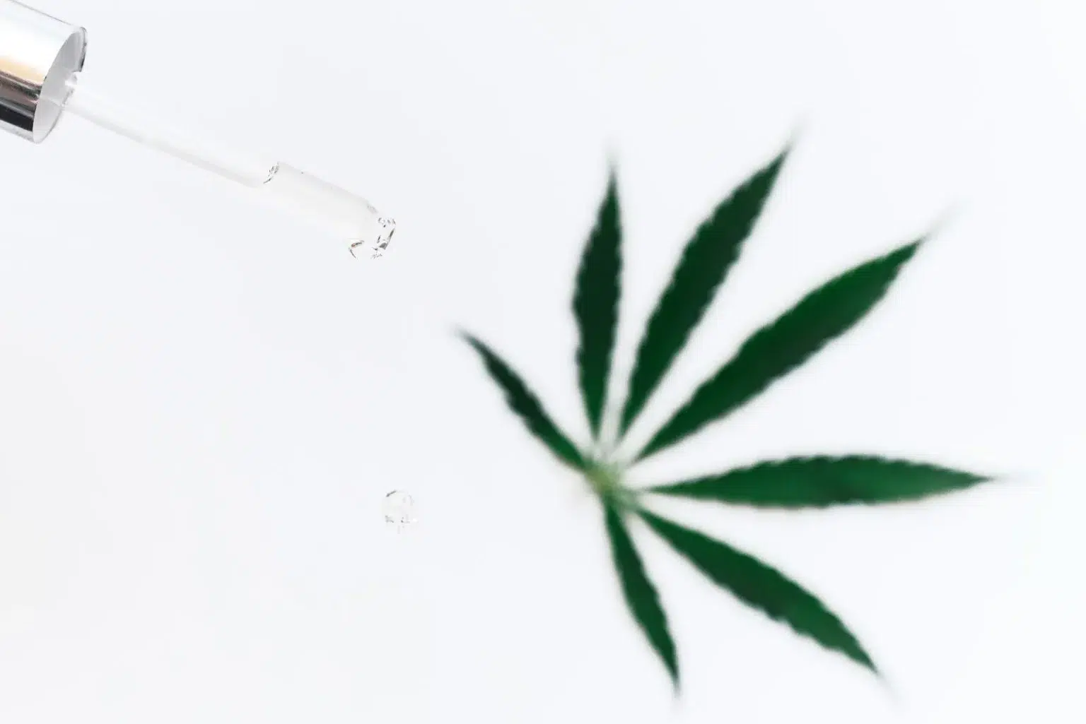 leaf on a white background